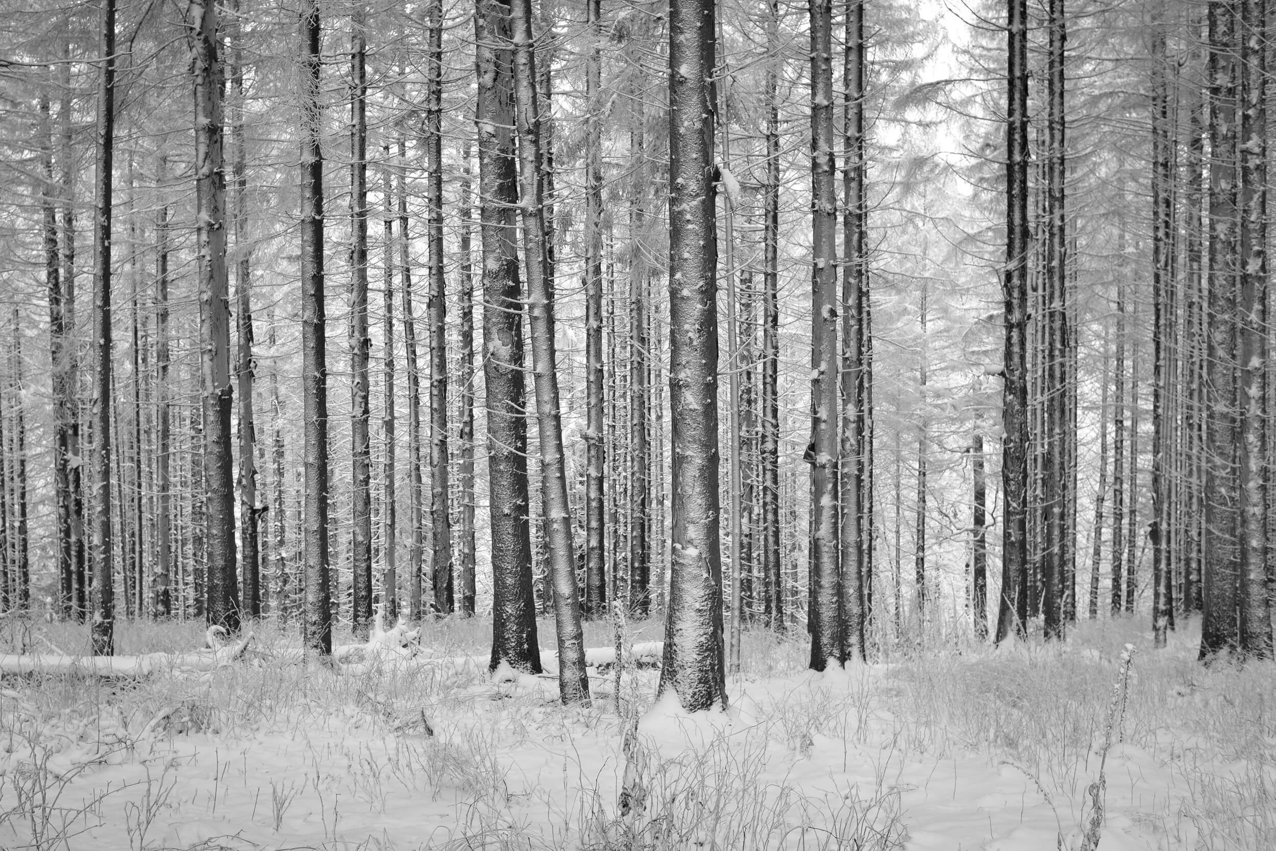 wood, winter